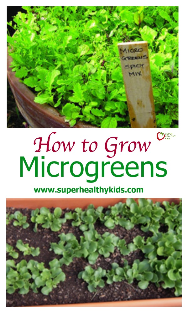 How to Grow Microgreens. Here's a complete guide to microgreens! http://www.superhealthykids.com/how-to-grow-microgreens/ How to Grow Microgreens. Here's a complete guide to microgreens!