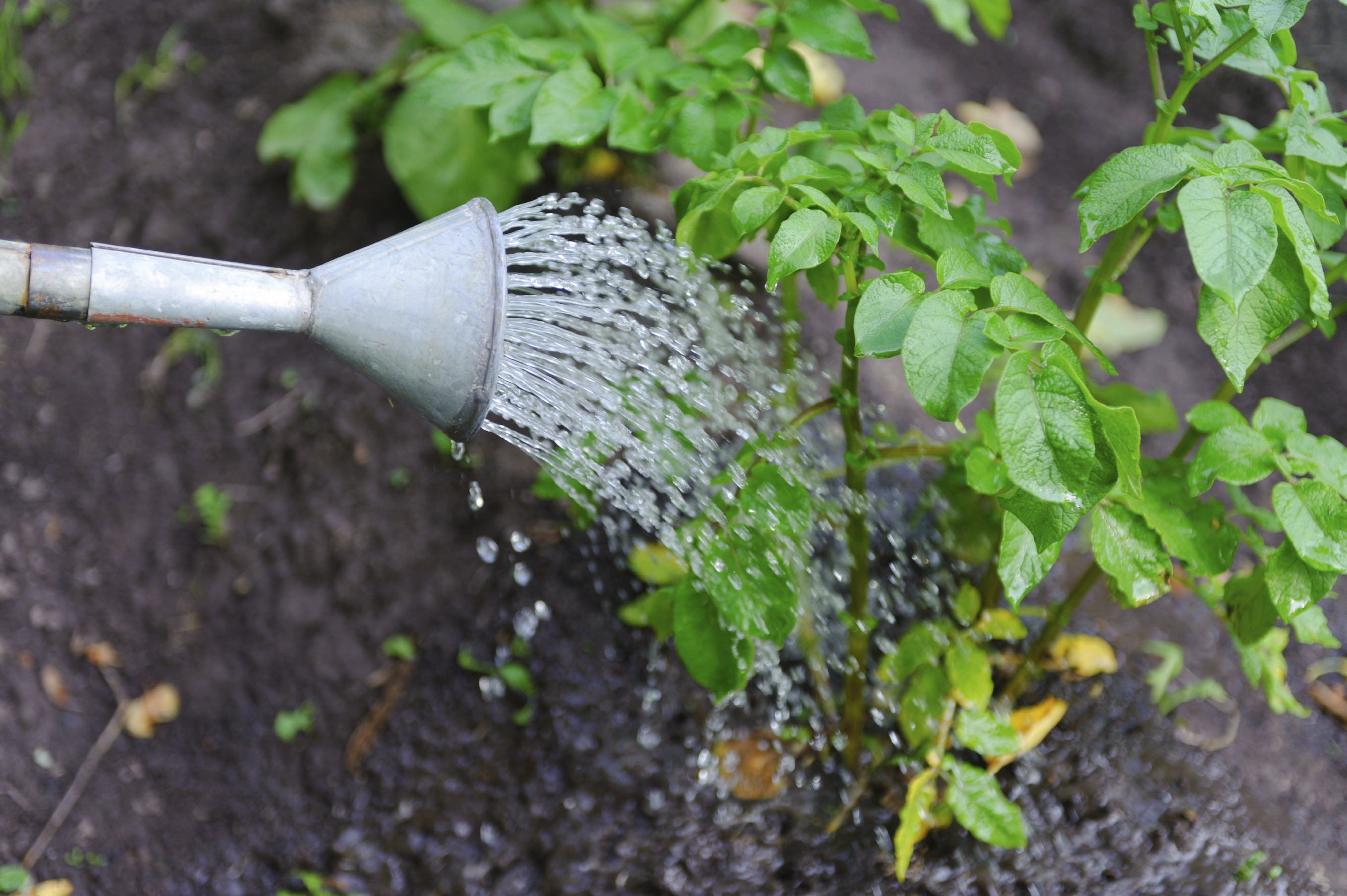 planting tree watering seedlings