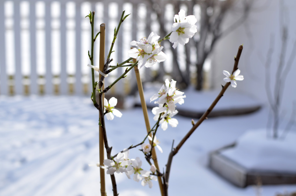 Almond tree