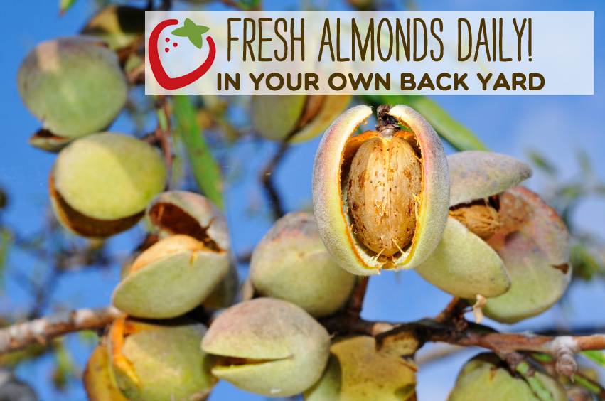 a branch of almond tree with fruits