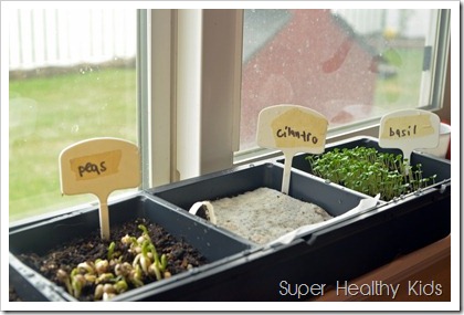 21 Days of Things to Do with A Picky Eater, growing your own plants